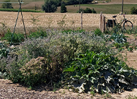 Potagers collectifs