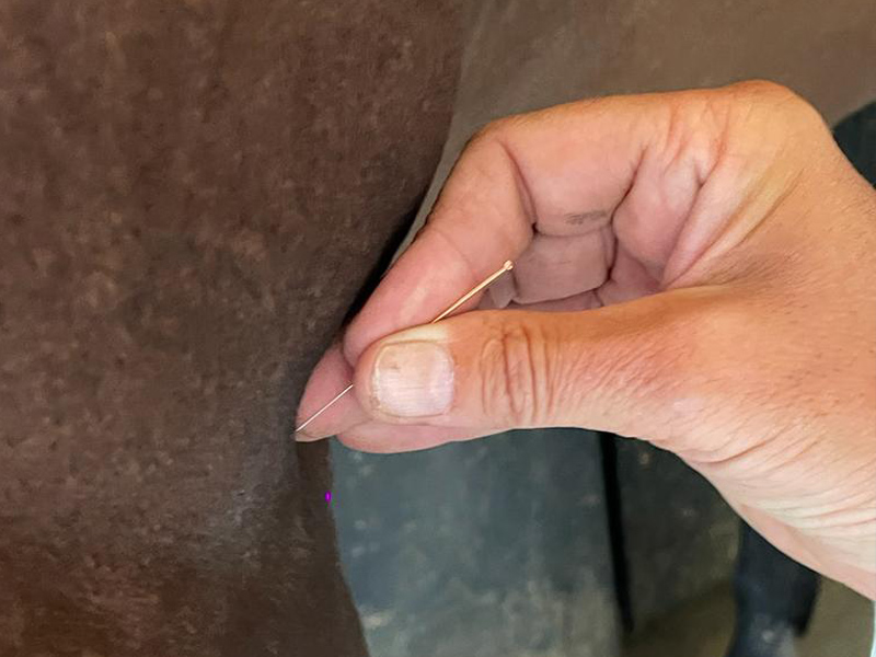 L'acupuncture ou le Flow pour les chevaux